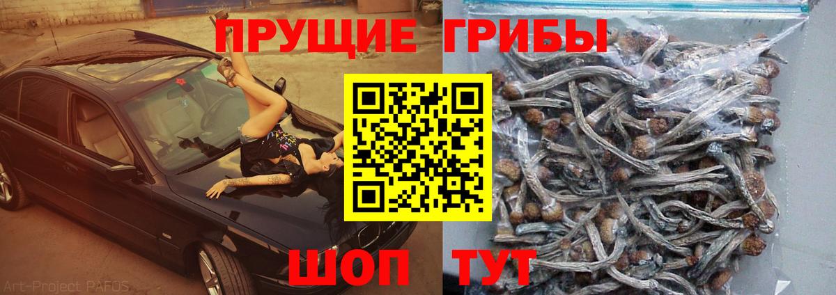 Галлюциногенные грибы мицелий Курчалой
